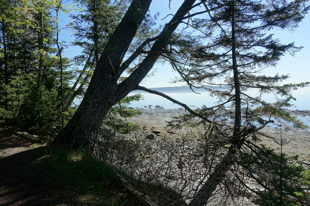 Trees and rocky shoreline at Moose Point State Park