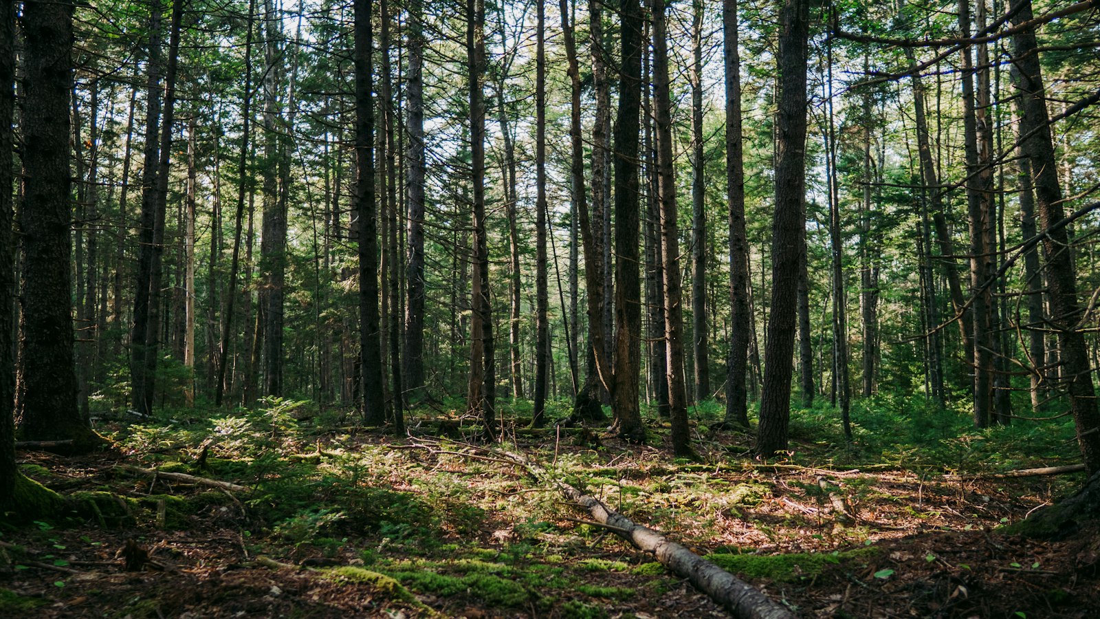 Sunlight through pine trees above a natural woodland floor